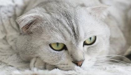 爱游戏官方入口-绿茵爆破！19岁少年军一脚轰开亚洲之巅