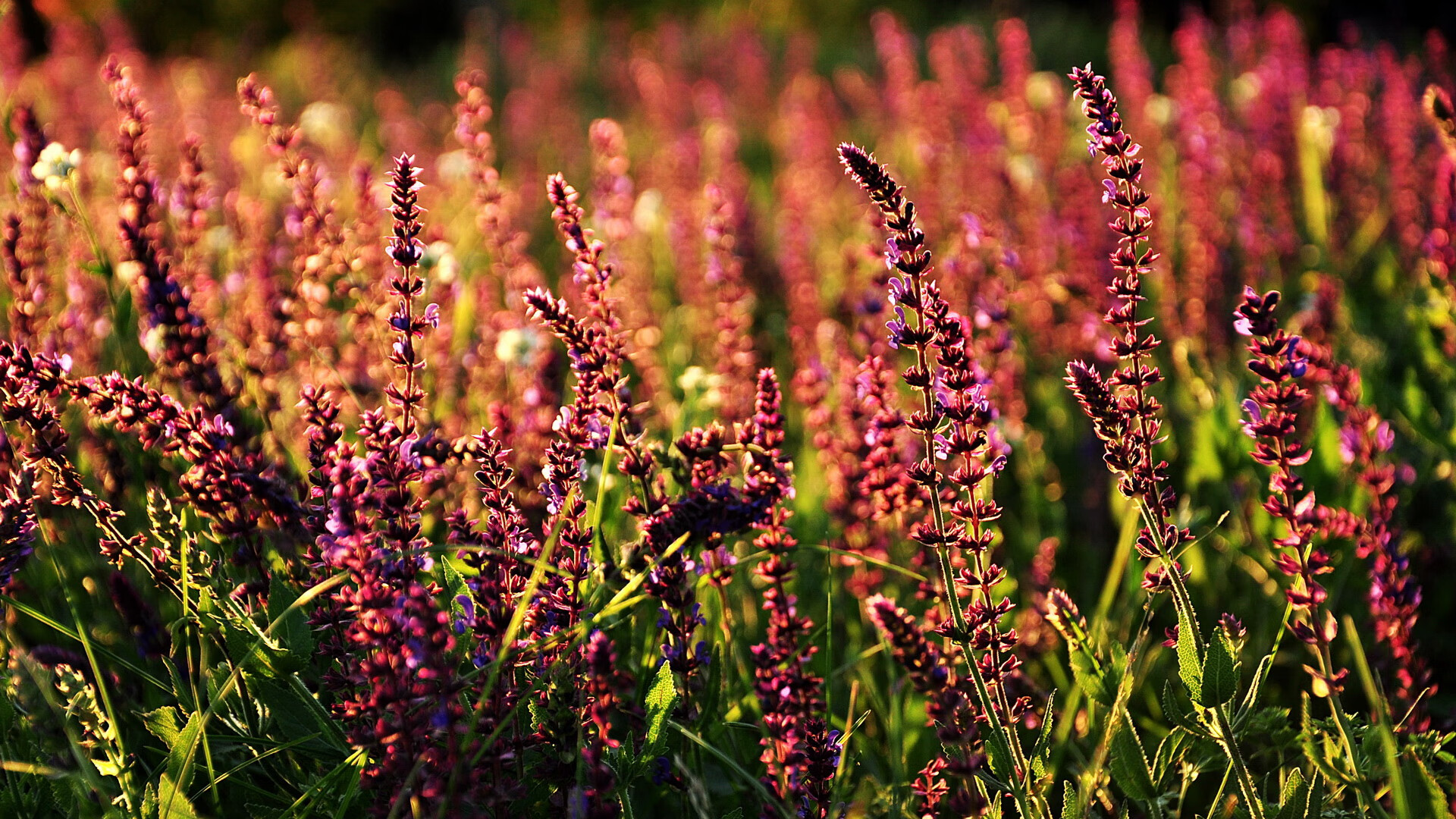 爱游戏在线-华沙之夜，波兰绝杀乌克兰！本泽马封神，全场最佳毫无争议