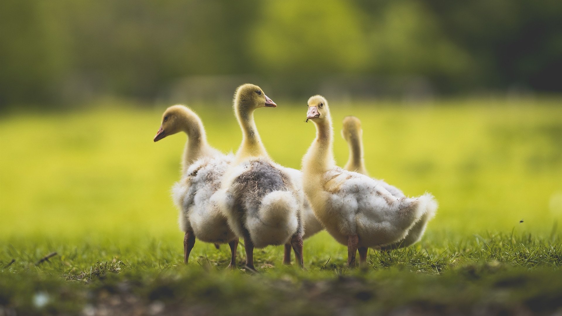 冰封与烈焰，雷霆的锁链与锡安的舞台