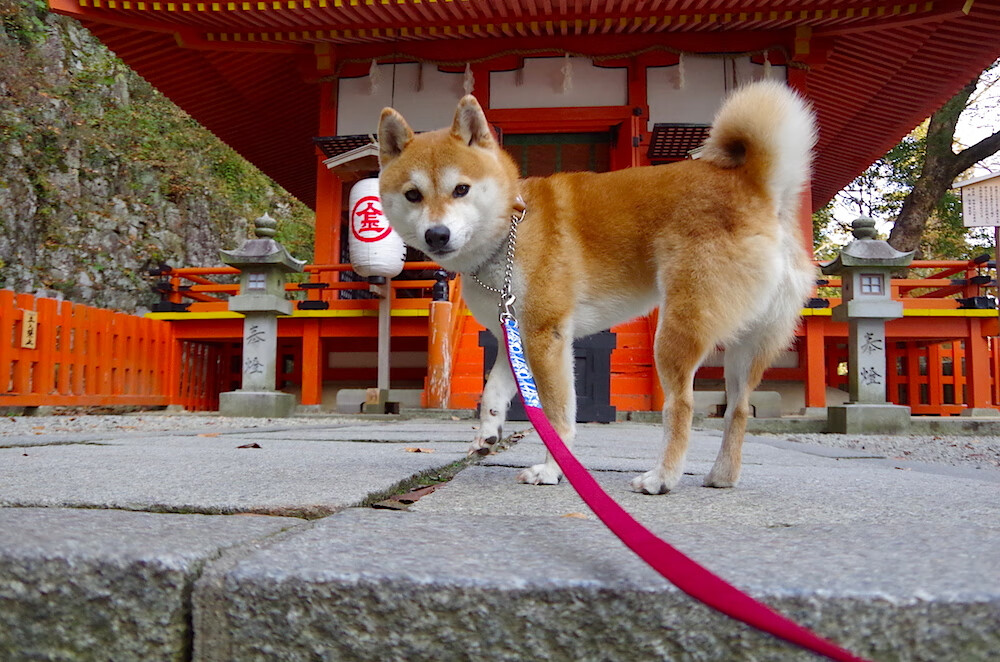 爱游戏官方入口-绿茵与硬木的激情交响，西甲国家德比焦点战与太阳掀翻雄鹿的体育启示