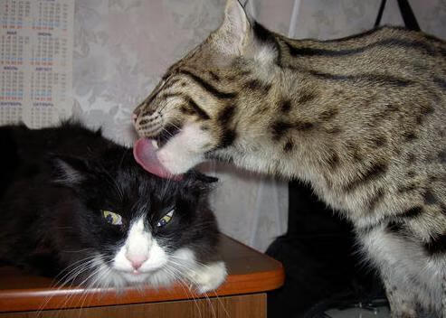 爱游戏官方入口-逆境翻盘！加拿大3-2逆转厄瓜多尔，迪巴拉化身关键先生