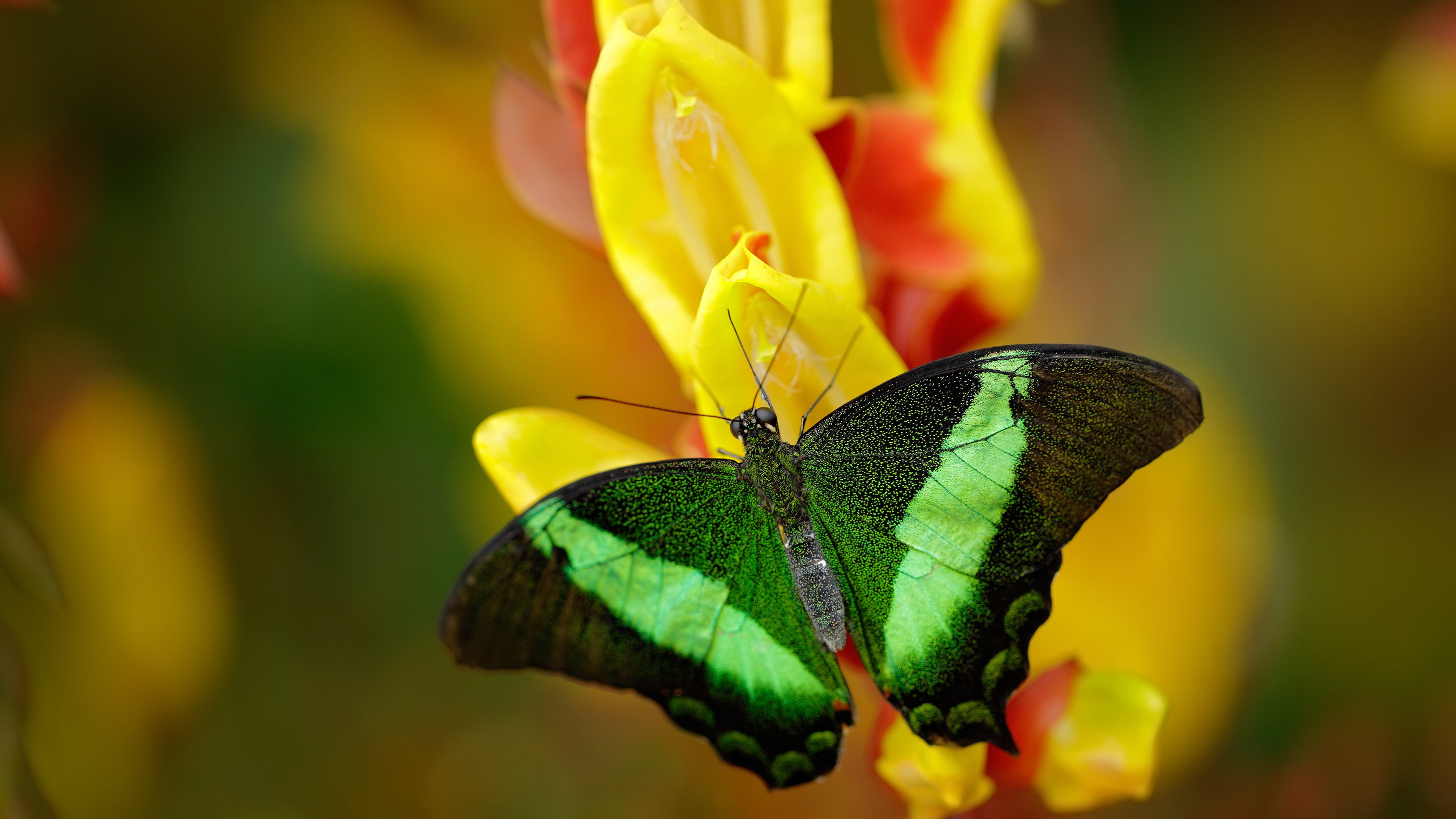 爱游戏官方入口-英超争冠如弈棋，上海制霸似魔术，跨越东西方的竞技美学