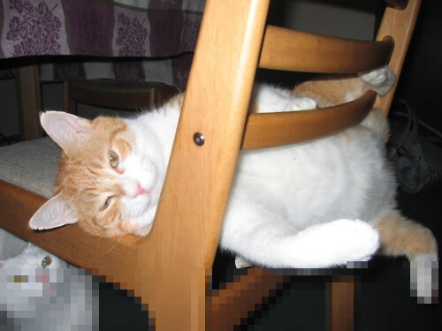 胜者独奏，当洛杉矶快船撕裂天山，凯尔特人之星照亮拜仁夜空