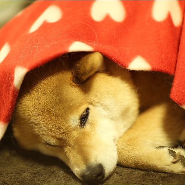 爱游戏官方入口-北京男篮末节逆转掀翻国王，拉梅洛表现堪称教科书